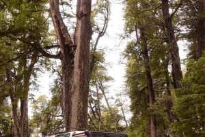 Bariloche : Aventure dans la canopée en tyrolienne avec balade en 4x4