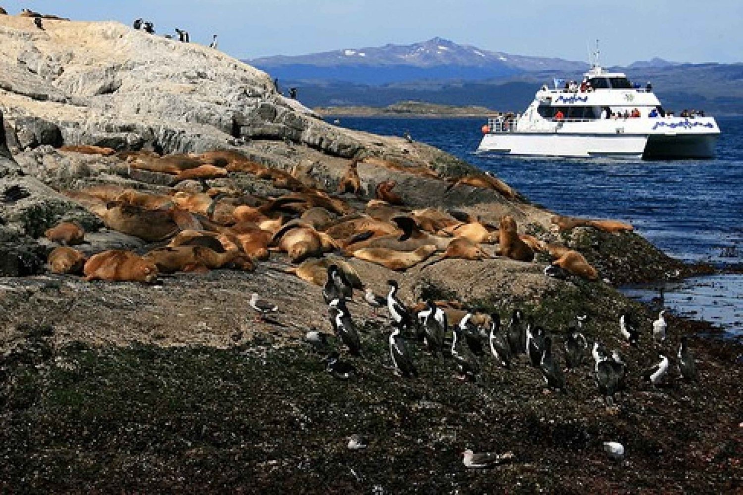 Katamarantur med Beagle-kanalen og sjøløver