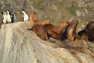 Ushuaia: Navigering i Beaglekanalen