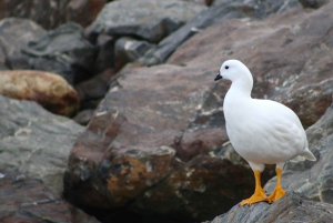 Ushuaia: Navigasjon i Beagle-kanalen