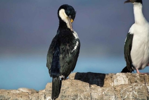 Beaglekanaal op een jacht met minitrekking