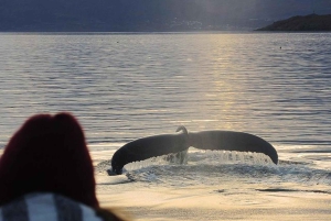 Beaglekanaal op een jacht met minitrekking