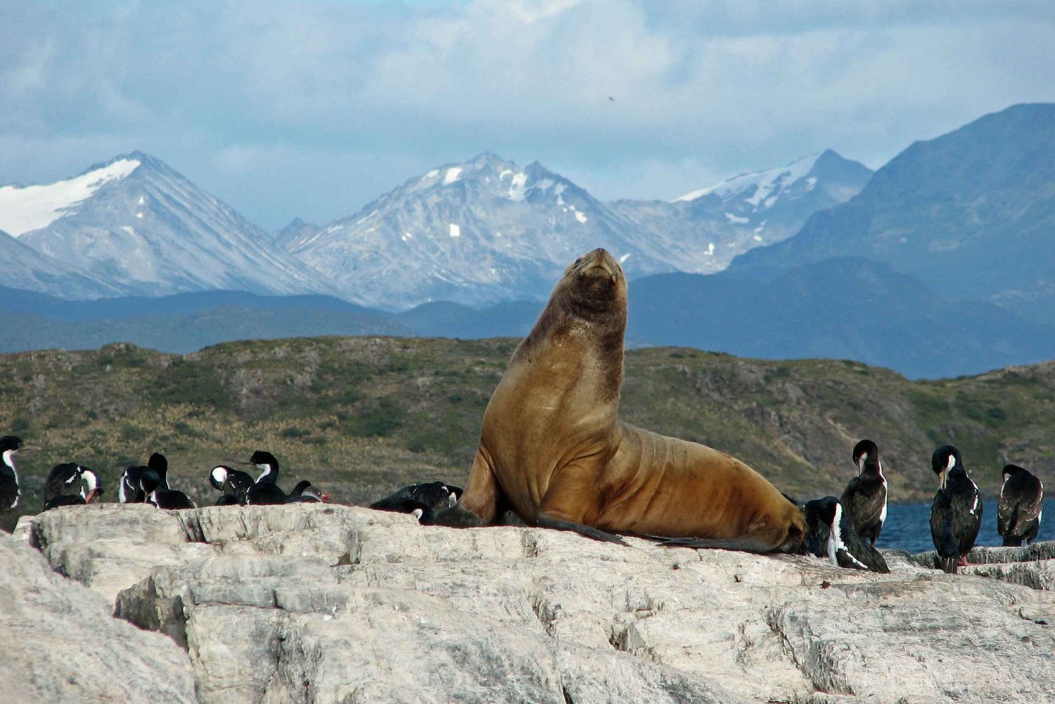 Ushuaia: tour del Canale di Beagle, dell'Isola delle foche e delle Isole dei Ponti