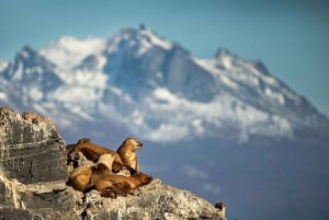 Ushuaia: Beaglekanaal, Zeehondeneiland & Bruggen Eilanden Tour