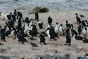Beaglekanaal naar Martillo eiland en wandeling tussen de pinguïns