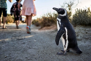Beagle Channel til Martillo Island og gåtur blandt pingviner