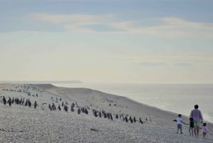 Canal Beagle até a Ilha Martillo e caminhada entre os pinguins
