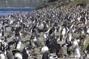 Beagle Channel till Martillo Island och promenad bland pingviner