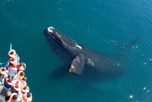 Mejor Península Valdés con avistamiento de ballenas