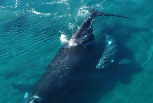 Mejor Península Valdés con avistamiento de ballenas