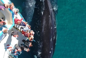 Best Peninsula Valdes with whales watching