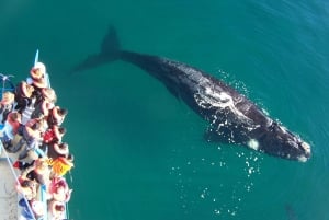 Best Peninsula Valdes with whales watching