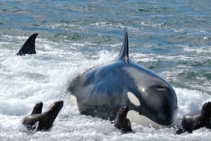 Mejor Península Valdés con avistamiento de ballenas