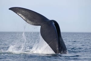 Best Peninsula Valdes with whales watching