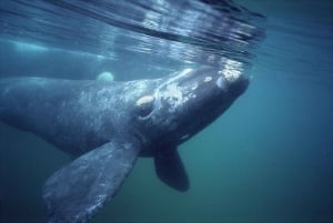 Best Peninsula Valdes with whales watching