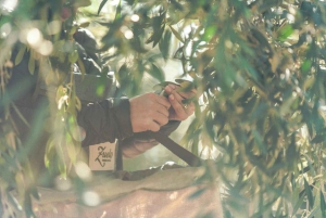 Sykkeltur på Zuccardi: Olivenolje, vinsmaking og lunsj