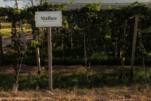 Sykkeltur på Zuccardi: Olivenolje, vinsmaking og lunsj