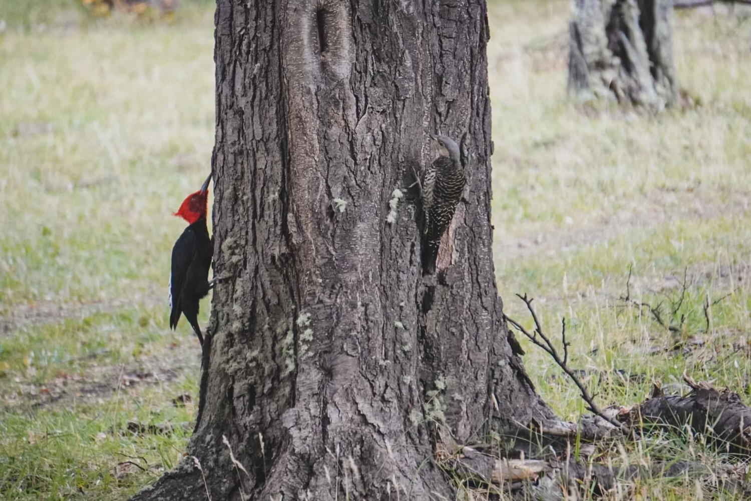 Birdwatching tour in Santa Cruz, Argentina's Patagonia
