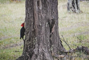 Birdwatching tour in Santa Cruz, Argentina's Patagonia
