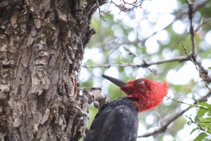 Birdwatching tour in Santa Cruz, Argentina's Patagonia