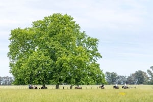 Buenos Aires: A Private Day at an Authentic Argentinian Farm