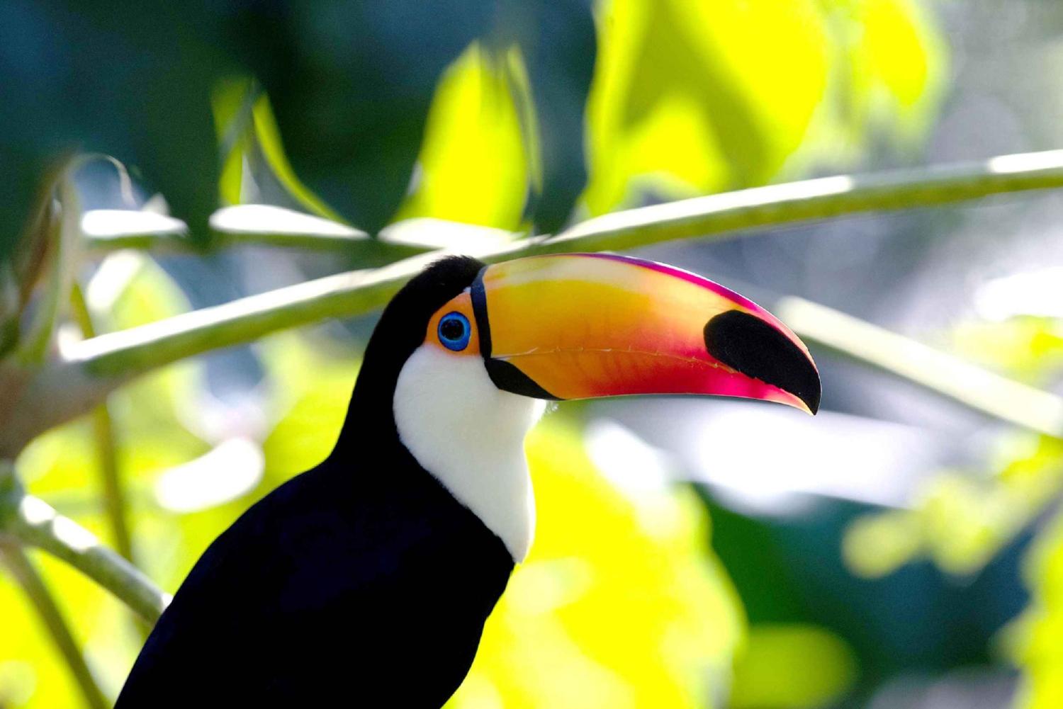 Buenos Aires: Bioparque Temaiken met transfers