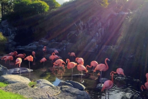 Buenos Aires: Bioparque Temaiken z transferami