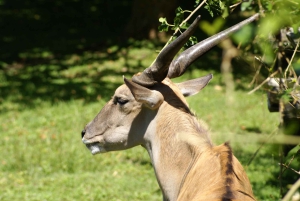 Buenos Aires: Bioparque Temaiken met transfers