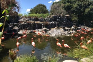Buenos Aires: Bioparque Temaiken met transfers