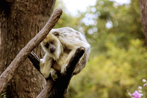 Buenos Aires: Bioparque Temaiken met transfers