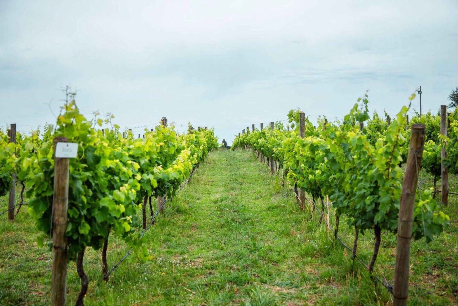 Buenos Aires: Casa Gamboa Winery Tour with Lunch & Wine