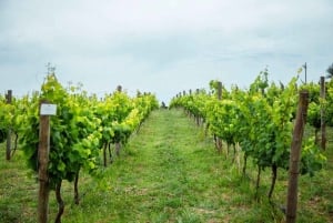 Buenos Aires: Casa Gamboa Winery Tour with Lunch & Wine