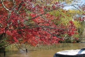 Buenos Aires: Premium Delta Cruise and Tigre City Tour