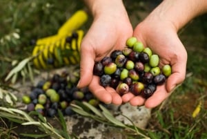 Buenos Aires: Private Tagestour zum Weingut in Mendoza mit Flugticket