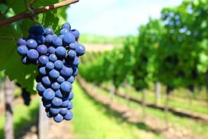 Buenos Aires: Private Mendoza Winery Day Trip with Airfare