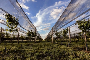 Buenos Aires: Tour del vigneto di San Antonio de Areco con vino