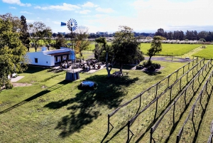 Buenos Aires: Tour del vigneto di San Antonio de Areco con vino