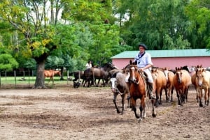Buenos Aires: jednodniowa wycieczka po ranczu Santa Susana, grill i pokazy