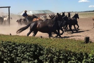 Buenos Aires: Susana Ranch Day Tour, BBQ & Shows: Santa Susana Ranch Day Tour, BBQ & Shows