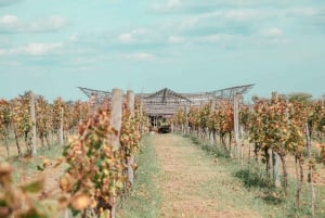 Buenos Aires: abbinamento vino e cibo e pranzo al vigneto Gamboa (con trasporto)