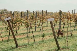 Buenos Aires: Viininmaistelu ja lounas Gamboa Vineyardilla.