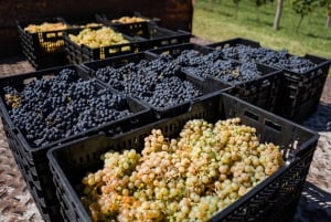 Buenos Aires: Degustação de vinhos e almoço na Vinha da Gamboa