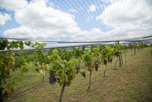 Buenos Aires: Weinverkostung und Mittagessen im Weingut Gamboa