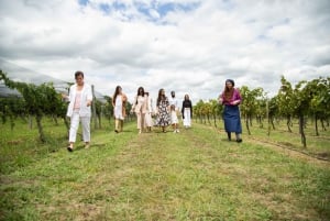 Buenos Aires : Dégustation de vin et déjeuner au vignoble Gamboa