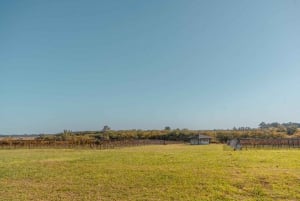 Buenos Aires : Dégustation de vin et déjeuner au vignoble Gamboa