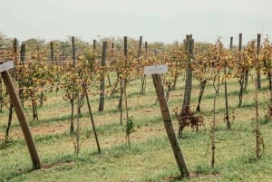 Buenos Aires: Viininmaistelu ja lounas Gamboa Vineyardilla.