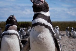 Cabo Vírgenes, een volledige dagtocht naar de uiterste grenzen van Patagonië