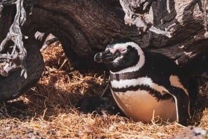 Cabo Vírgenes, koko päivän kestävä vierailu Patagonian rajoille