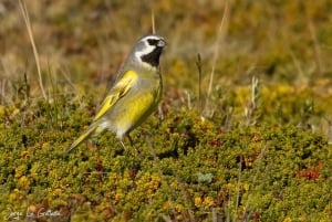 Cabo Vírgenes, koko päivän kestävä vierailu Patagonian rajoille