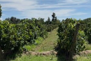 Cafayate: Full-day tour of wineries and wine tasting